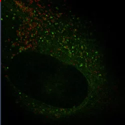 Autophagy